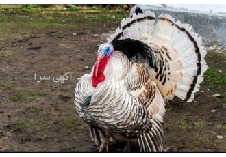 فروش تخم نطفه دار و جوجه بوقلمون
