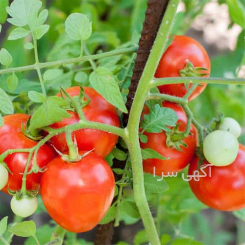آگهی های کشاورزی و دامداری - مراغه