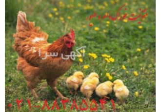 بنتونیت خوراک دام و طیور (Bentonit) بنتونیت ها گروهی از ترکیبات