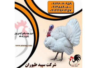 بوقلمون تخمگذار ، عرضه و پخش بوقلمون _ طیور
