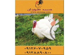 قیمت جوجه بوقلمون سفید گوشتی ، فروش بوقلمون - طیور