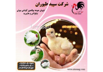 فروش جوجه بوقلمون یک روزه ، با کیفیت عالی - طیور