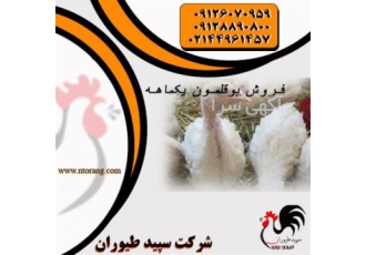 فروش بوقلمون همراه با مشاوره عالی ، طیور