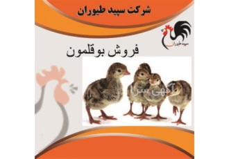 فروش بوقلمون زنده با درآمد بالا، طیور