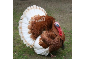 فروش بوقلمون گوشتی وارداتی در بستان آباد فروشگاه اینترنتی پرندگان زینتی