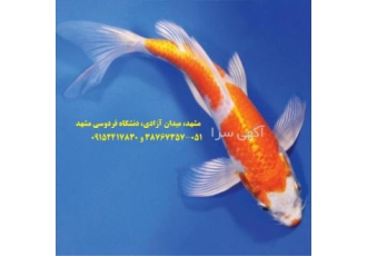 فروش ویژه انواع ماهی کوی صادراتی در ایران فروش ویژه انواع ماهی کوی