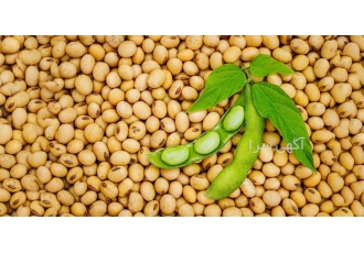فروش ویژه سویا درجه یک روباری در اصفهان فروش ویژه سویا درجه یک روباری