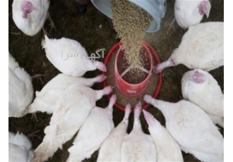 فروش ویژه بوقلمون بیوتی ۶ سپید طیوران در تهران بوقلمون بیوتی از 1