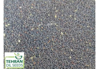 فروش دانه کلزا بوجاری و بادام زمینی جهت روغن گیری در تهران فروش دانه