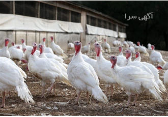 جوجه بوقلمون بیوتی شرکت سپید طیوران در تهران فروش ویژه جوجه بوقلمون