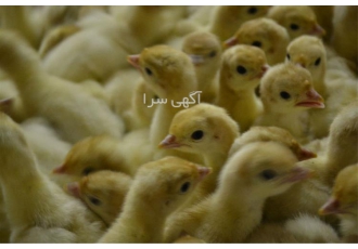 فروش جوجه بوقلمون بیوتی فوق سنگین درجه یک در نور فروش جوجه بوقلمون