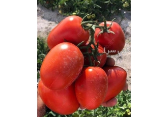 خرید و فروش گوجه صادراتی