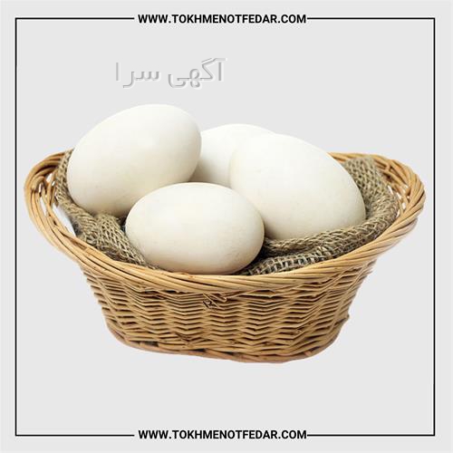 آگهی های کشاورزی و دامداری - بازفت