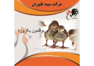 فروش جوجه یک روزه بوقلمون - بیوتی و برنز - طیور