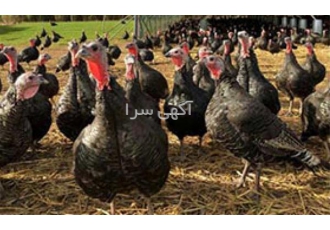 فروش بوقلمون زنده ، فروش بی واسطه بوقلمون - طیور