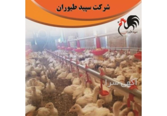 فروش جوجه بوقلمون فروش بوقلمون زنده طیور در تهران فروش جوجه بوقلمون