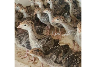 فروش جوجه بوقلمون یک روزه بهترین نژاد طیور در تهران فروش جوجه بوقلمون