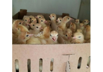 بوقلمون جوجه گوشتی در مشهد مشاوره و فروش جوجه بوقلمون برتر قابلیت ارسال