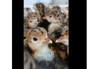 قیمت جوجه بوقلمون برنز ، صادرات جوجه بوقلمون