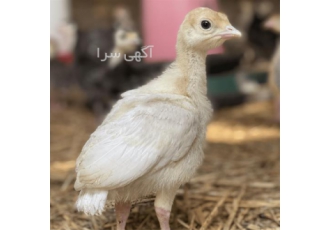 خرید جوجه بوقلمون بیوتی ۳۰ روزه بوقلمون سفید در نور خرید جوجه بوقلمون