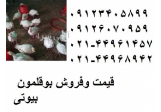 قیمت جوجه بوقلمون یک ماهه ، تحویل فوری - نغمه طیور