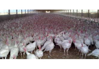 فروش جوجه بوقلمون برنز در تهران فروش جوجه بوقلمون برنز فروش جوجه