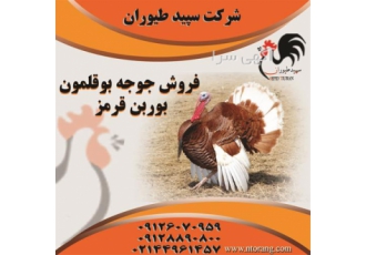 فروش جوجه بوقلمون شرکت نغمه تورنگ ، طیور