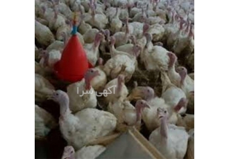 فروشنده جوجه بوقلمون بیوتی گوشتی بدون واسطه