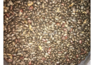 دانه کرچک و روغن کرچک