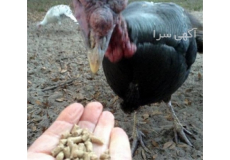 فروش جوجه بوقلمون