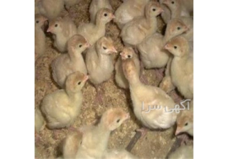 جوجه بوقلمون در ارومیه فروش جوجه بوقلمون تولید و فروش جوجه بوقلمون یک