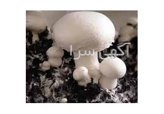 خاک پوششی وکمپوست اماده قارچ دکمه ای