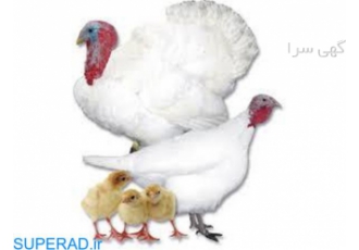 فروش جوجه بوقلمون نژاد هیبریت طیور در تهران فروش جوجه بوقلمون