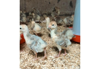 فروش جوجه بوقلمون برنز انگلیسی و گوشتی