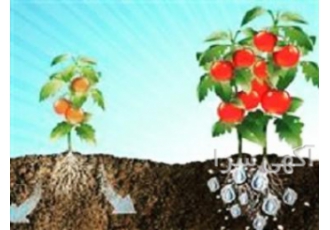 سوپر جاذب و نگهدارنده آب حفظ رطوبت بدون آبیاری یکبار آبیاری برای چند