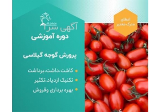 برگزاری دوره آموزشی پرورش گوجه گیلاسی در گلخانه