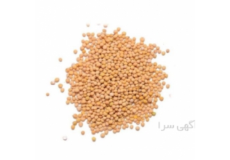 فروش دانه خردل درجه یک