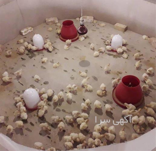 قیمت جوجه بوقلمون 30 روزه