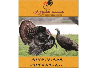 فروش جوجه یک روزه بوقلمون بوقلمون برنز در تهران فروش جوجه یک روزه