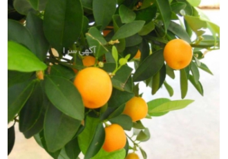 معاوضه ویلا
