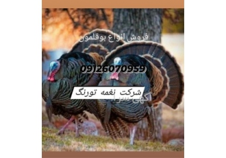 فروش جوجه بوقلمون نژاد برنز طیور در تهران پرورش و قیمت بوقلمون برنز