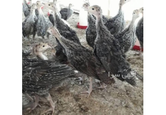 فروش جوجه بوقلمون بیوتی گوشتی در اردبیل بزرگترین مرکز پرورش و جوجه کشی