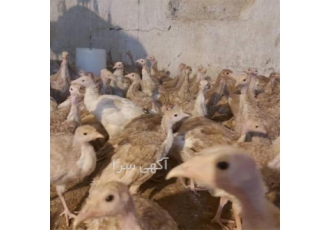 جوجه بوقلمون بوربون یک ماهه در اصفهان جوجه بوقلمون بوربون یک ماهه جوجه