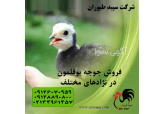 فروش بوقلمون جوجه بوقلمون یک روزه برند طیور در تهران فروش جوجه