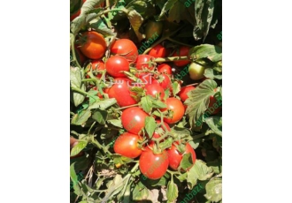 خرید و فروش عمده گوجه صادراتی با قیمت مناسب