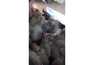 خرید تضمینی بوقلمون یک ماهه بیوتی