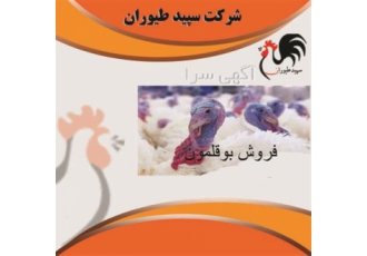 فروش بوقلمون زنده - بوقلمون - طیور