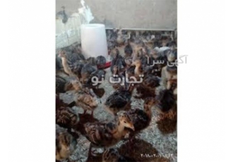 فروش بوقلمون بیوتی طیور در تهران فروش ویژه جوجه بوقلمون بیوتی کیفیت