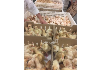 فروش جوجه یک روزه بوقلمون گوشتی سپید طیوران طیور در تهران فروش ویژه