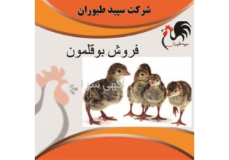 قیمت جوجه بوقلمون بیوتی یک روزه قیمت بوقلمون بیوتی
